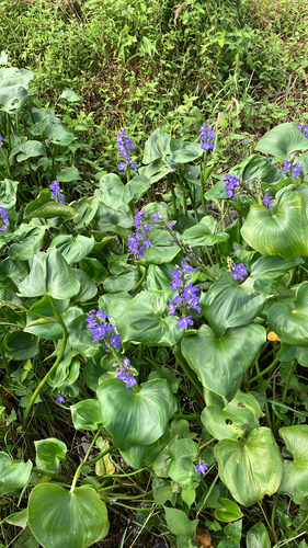 Pontederia korsakowii, 2026-09-22