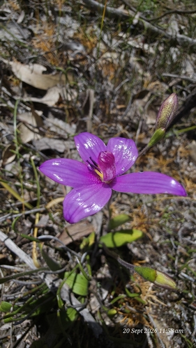 Pink Enamel Orchid