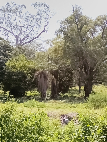 Acrocomia aculeata, photograph 4