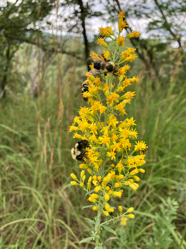 stiff-leaved showy goldenrod