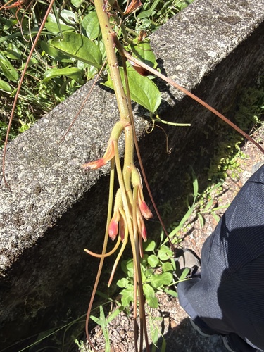 Smilax bracteata observed 2026-09-22