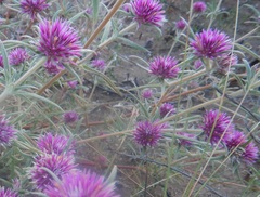Gomphrena canescens