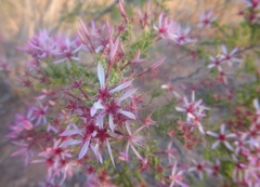 Calytrix exstipulata