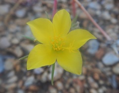 Portulaca filifolia
