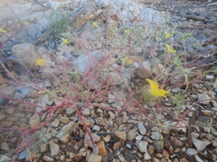 Portulaca filifolia