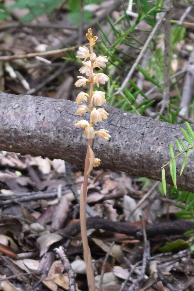 Striped coralroot (Corallorhiza striata)