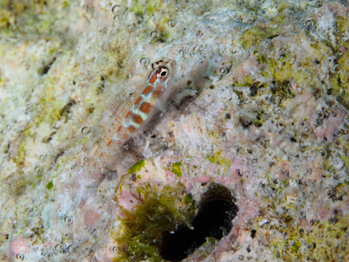 Eviota albolineata observed 2026-09-19