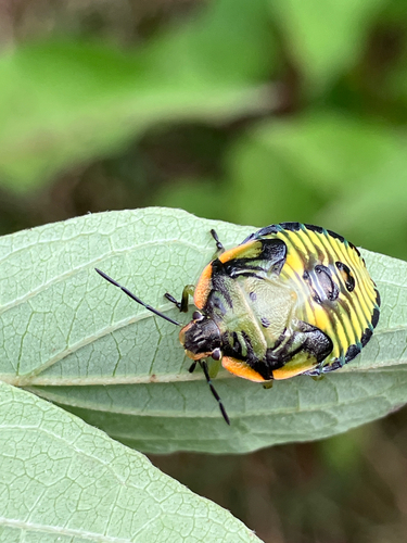 Green Stink Bug