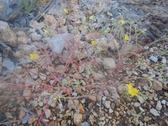 Portulaca filifolia