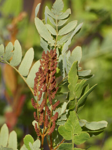 American Royal Fern