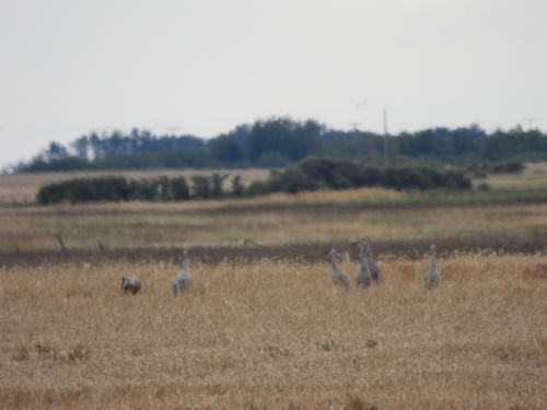 Sandhill Crane