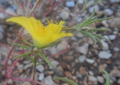 Portulaca filifolia