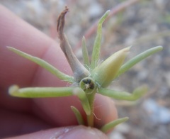 Portulaca filifolia