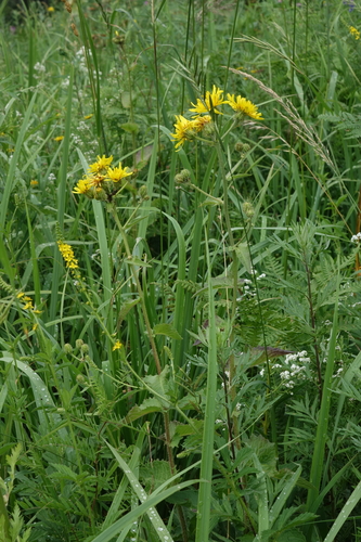 Crepis sibirica