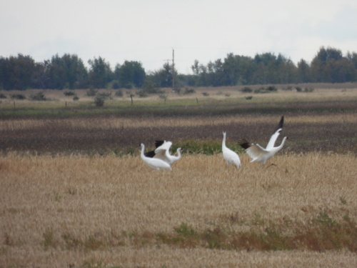 Whooping Crane