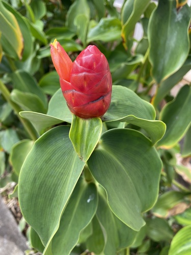 Costus woodsonii observed 2026-09-21