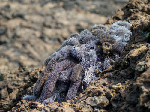 Brachycereus nesioticus, photograph 4