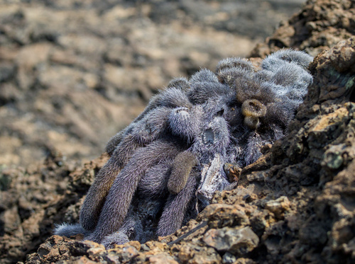 Brachycereus nesioticus, photograph 5