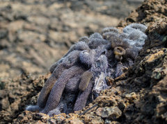 (c) Slunky, some rights reserved (CC BY) Brachycereus nesioticus, photograph (c) Slunky, some rights reserved (CC BY)
