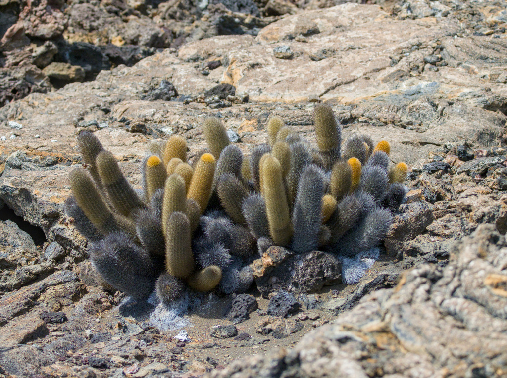 Brachycereus nesioticus; photograph (c) Slunky, some rights reserved (CC BY)