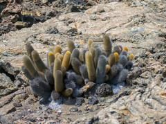 (c) Slunky, some rights reserved (CC BY) Brachycereus nesioticus, photograph (c) Slunky, some rights reserved (CC BY)