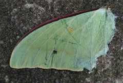 Actias gnoma