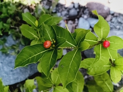Rauvolfia tetraphylla