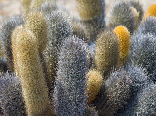 Brachycereus nesioticus, photograph 2