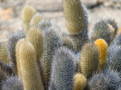 (c) Slunky, some rights reserved (CC BY) Brachycereus nesioticus, photograph (c) Slunky, some rights reserved (CC BY)