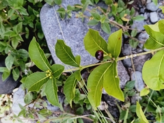Rauvolfia tetraphylla, photograph (c) nasua, some rights reserved (CC BY)