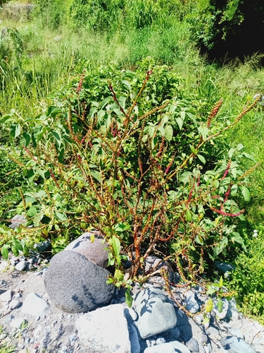 Phytolacca icosandra, photograph 5