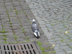 Columba livia domestica