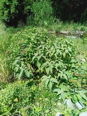 Solanum erianthum