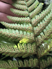 Dryopteris erythrosora