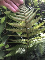 Dryopteris erythrosora