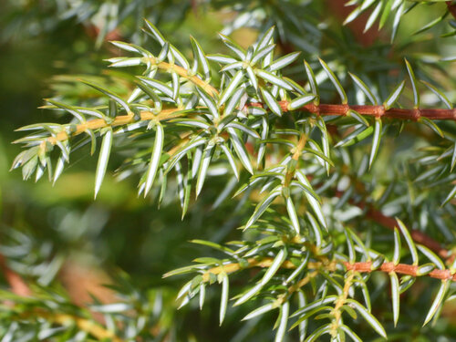 common juniper