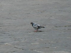 Columba livia domestica