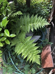 Dryopteris erythrosora