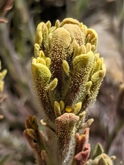Castilleja cinerea