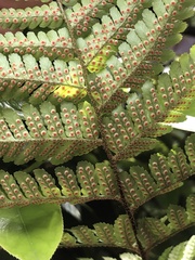 Dryopteris erythrosora