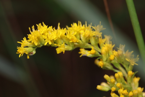 swamp wrinkle-leaved goldenrod