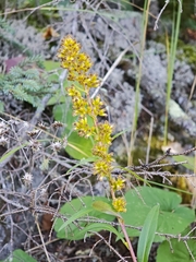 Solidago uliginosa