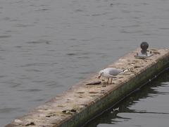 Chroicocephalus ridibundus