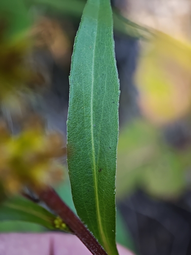 Solidago uliginosa, photograph 2