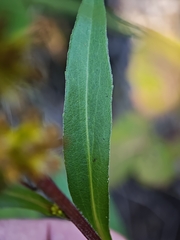Solidago uliginosa, photograph (c) kursic, some rights reserved (CC BY)