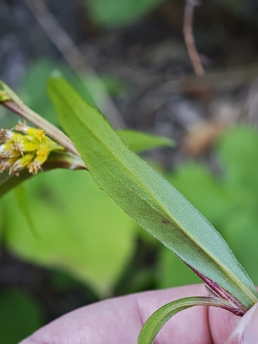 Solidago uliginosa, photograph 3