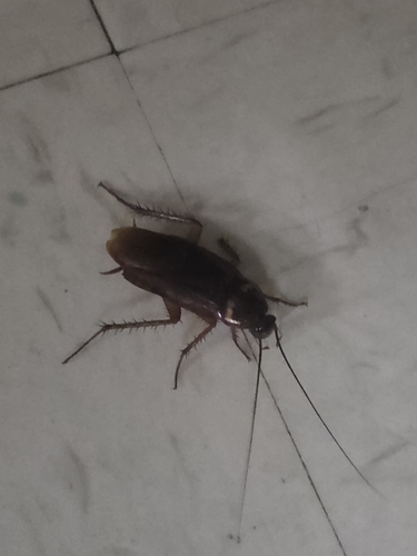 American Cockroach