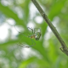 Leucauge venusta
