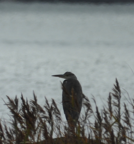 Grey Heron
