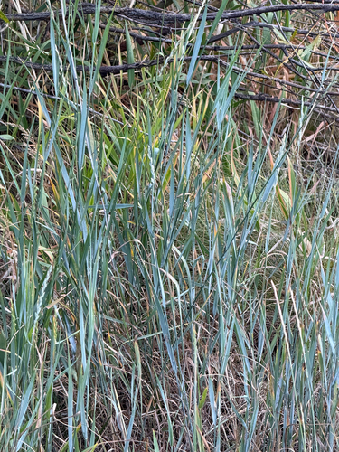 Thinopyrum intermedium, photograph 2